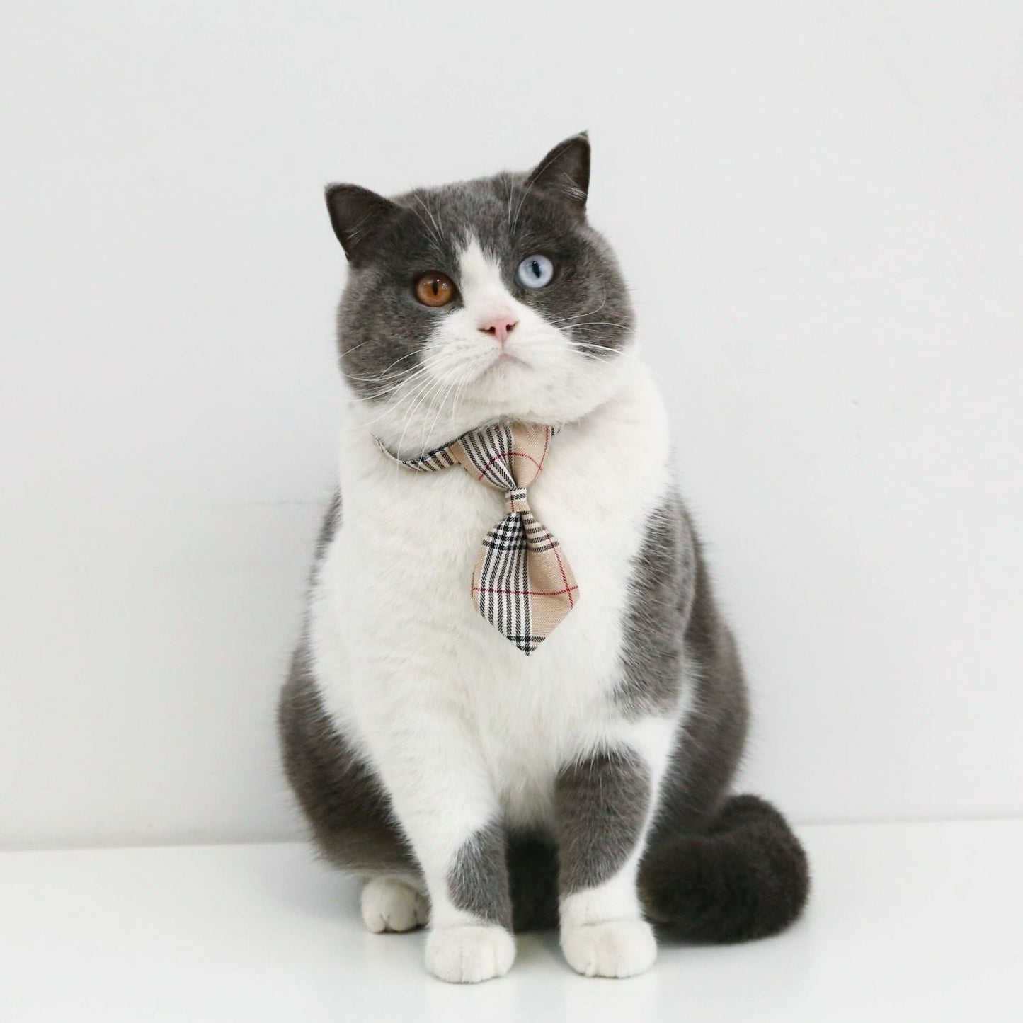 PET TIE