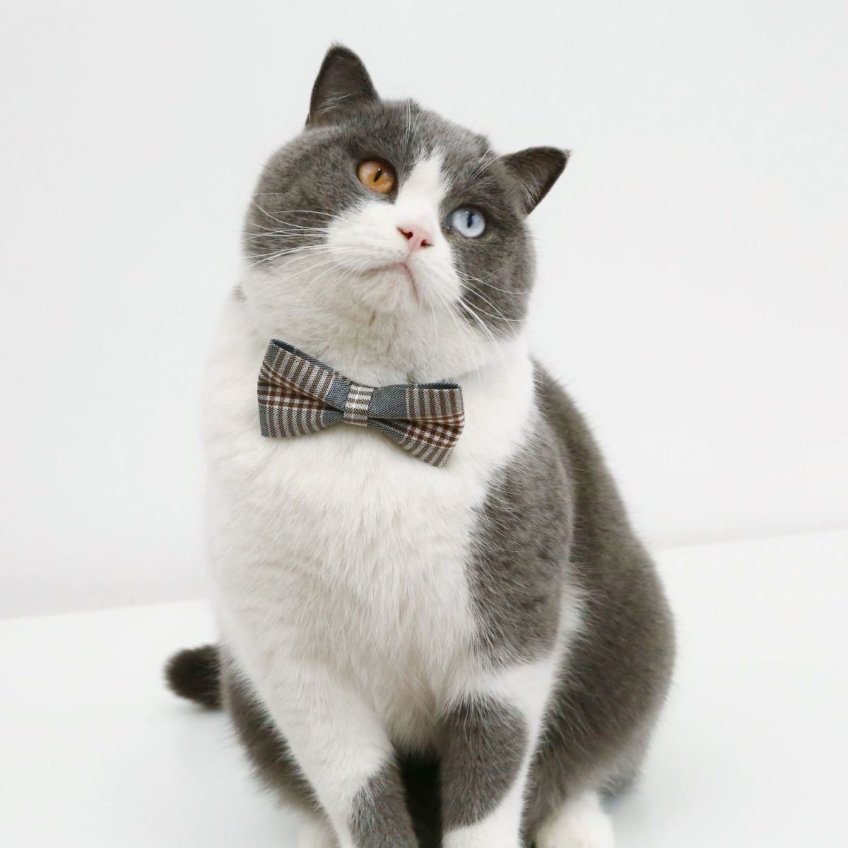 PET TIE