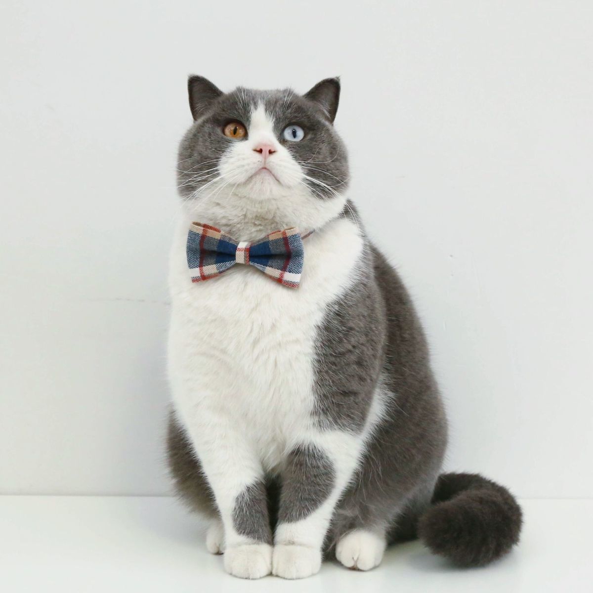 PET TIE