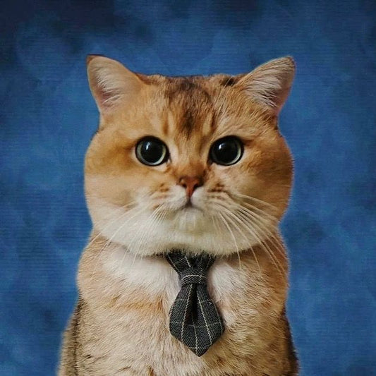 PET TIE